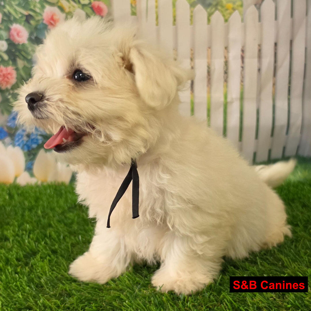 Puppy Image